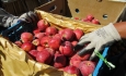 باغداران از فروش سیب در بازار ارومیه خودداری می‌کنند