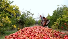محصولات کشاورزی و صنایع تبدیلی آذربایجان‌غربی به ویتنام صادر می‌شود
