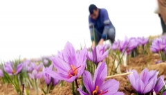 ۷۰ کیلوگرم زعفران از مزارع آذربایجان غربی برداشت می شود