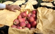 موانع صادرات سیب آذربایجان غربی باید سریعا برداشته شود