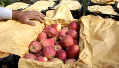 موانع صادرات سیب آذربایجان غربی باید سریعا برداشته شود