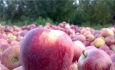 دپوی سیب در سردخانه های آذربایجان غربی ۲برابر افزایش یافته است