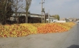 انکار آمار تلفات سیب آذربایجان و زحمات باغداران  وقاحت می خواهد
