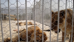 گناه وضعیت اسفناک حیوانات باغ وحش اورمیه  برگردن محیط زیست استان