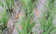 آنالیز باقیمانده سموم برنج کشور در آذربایجان‌غربی
