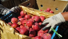بیش از ۳۹ هزار تن سیب درختی از آذربایجان غربی صادر شد
