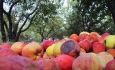 سیب سرخ آذربایجان به دست بی کفایت مسئولان