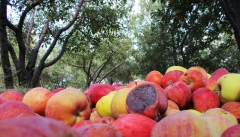 سیب سرخ آذربایجان به دست بی کفایت مسئولان