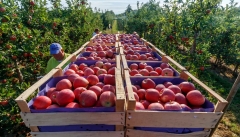 آذربایجان غربی سیب شب عید کشور را تامین خواهد کرد