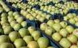 وضع عوارض صادراتی سیب به منافع آذربایجان غربیضرر می زند