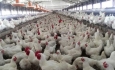 رئیس سازمان دامپزشکی کشور تریاکی_شدن مرغ ها را تکذیب نمی_کند!