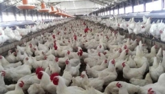 رئیس سازمان دامپزشکی کشور تریاکی_شدن مرغ ها را تکذیب نمی_کند!