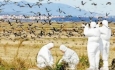 آنفلوانزای فوق حاد پرندگان درآذربایجان غربی  مشاهده نشده است