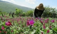 آذربایجان غربی قطب گیاهان دارویی در کشور