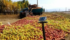 انباشت سیب در کنار جاده‌های آذربایجان‌غربی ممنوع است