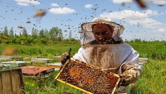 قطب اول تولید عسل کشور خریدار ندارد