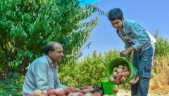 ۱۷۰هزار تن میوه هسته دار تابستانه در آذربایجان غربی برداشت می شود