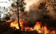 پیامدهای ترسناک آتش‌سوزی جنگل‌ها