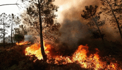 پیامدهای ترسناک آتش‌سوزی جنگل‌ها