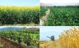 آذربایجان غربی در زمینه اقتصاد کشاورزی موفق نیست