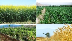 آذربایجان غربی در زمینه اقتصاد کشاورزی موفق نیست
