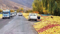 معضل دپوی غیر اصولی سیب صنعتی در آذربایجان غربی  مرتفع می شود