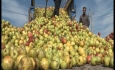 کوتاه کردن دست دلالان چاره سیب صنعتی بدمنظر در آذربایجان‌غربی