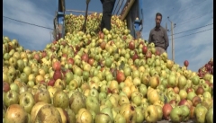 کوتاه کردن دست دلالان چاره سیب صنعتی بدمنظر در آذربایجان‌غربی