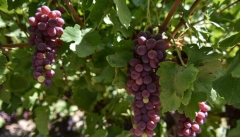 برداشت ۲۶۵هزارتن انگور از باغات آذربایجان غربی/ ارومیه رتبه اول
