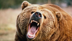 حمله خرس خشمگین باعث مصدومیت شهروند پیرانشهری شد