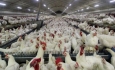 هیچ مرغ ناسالمی وارد چرخه تولید و بازارنمی شود