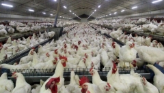 هیچ مرغ ناسالمی وارد چرخه تولید و بازارنمی شود
