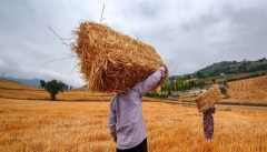 دولت به خرید تضمینی گندم از کشاورزان متعهد نیست