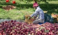 سهم ناچیز سیب آذربایجان غربی در سبد صادرات‌