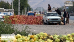 سیب ارومیه با برند افغانستانی به بازار شبه قاره هند می‌رود