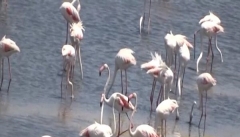 دریاچه ارومیه میزبان بیش از ۵۵ هزار قطعه فلامینگو شد