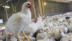 پرورش مرغ نژاد “آرین” از دی امسال در آذربایجان‌غربی آغاز می‌شود