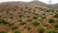 ۷۰۰۰ هکتار به ذخیره گاه های جنگلی آذربایجان غربی افزوده شد