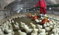 تامین۴۰درصد گوشت مرغ آذربایجان غربی توسط زنجیره‌های یکپارچه تولید