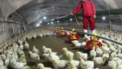 تامین۴۰درصد گوشت مرغ آذربایجان غربی توسط زنجیره‌های یکپارچه تولید