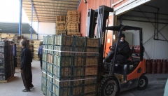 بلاتکلیفی ۸۰۰ هزار تن سیب در سردخانه های آذربایجان غربی