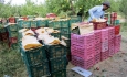 بخشنامه های داخلی مانعی برای صادرات سیب آذربایجان غربی