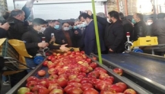 راه اندازی بزرگترین واحد سورتینگ سیب کشور در ارومیه