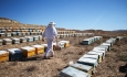 سودی که عاید همسایه می‌شود نیش نبودِ بسته بندی بر قطب عسل ایران