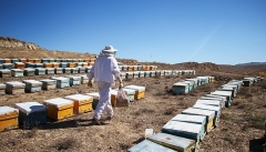 سودی که عاید همسایه می‌شود نیش نبودِ بسته بندی بر قطب عسل ایران