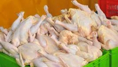 ضرورت ساماندهی بازار مرغ و تخم مرغ در آذربایجان غربی