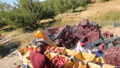 دستور واردات موز در قبال صادرات سیب ابلاغ شد