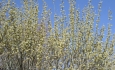 شمیم شکوفه های طلایی ارمغان بهار در آذربایجان غربی