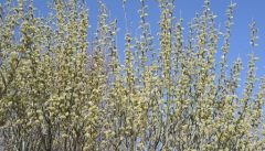 شمیم شکوفه های طلایی ارمغان بهار در آذربایجان غربی