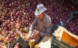 چالش های پیش روی صادرات سیب در آذربایجان غربی
